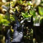 Set completo | Rig Dragon