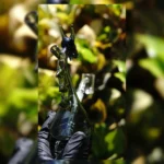 Set completo | Rig Dragon - Imagen 3